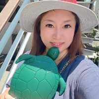 在小琉球每天都被海龜🐢包圍好開心🥳