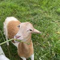 animal lover ! 