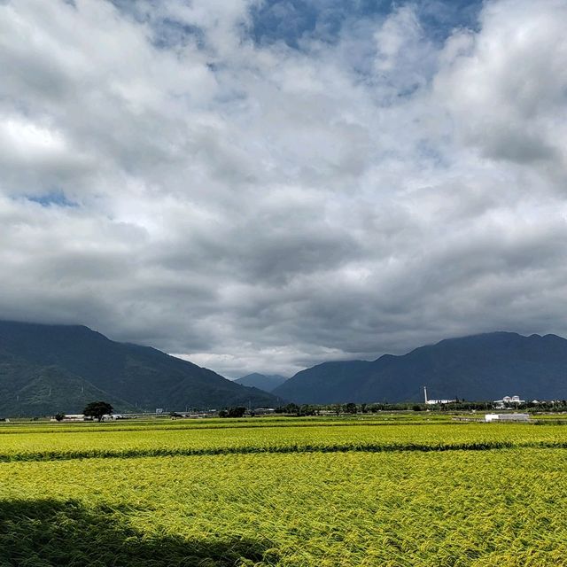 美景如畫的金城武樹-伯朗大道