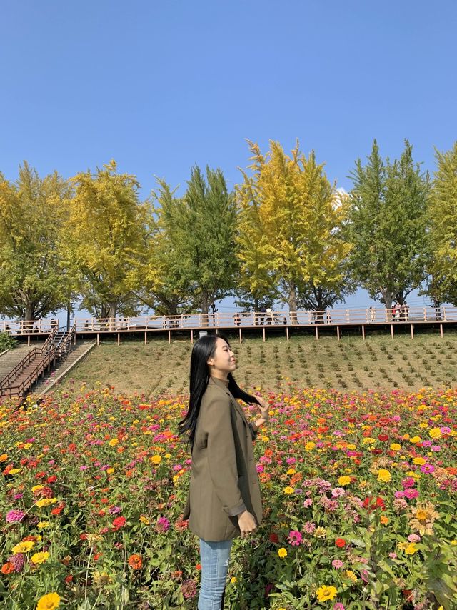 아산에 은행나무길 아직도 안간사람!!!! 