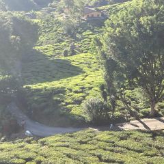 Cameron Valley Tea House 여행 사진