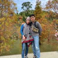 苗栗～三灣落羽松莊園