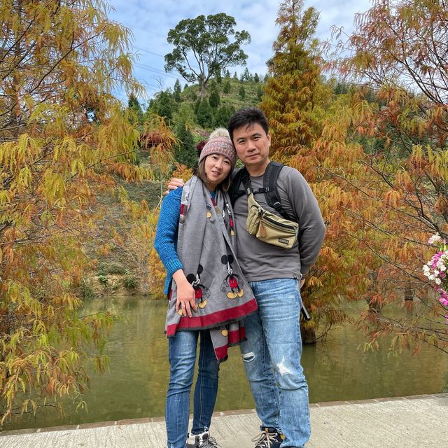 苗栗～三灣落羽松莊園