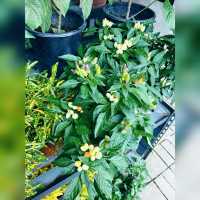 花香撲鼻