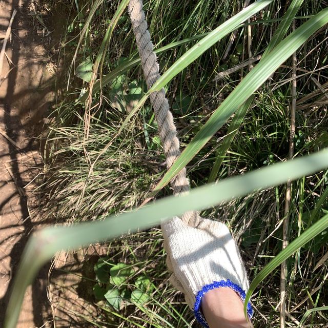 台北大屯群峰步道+季節限定芒草景觀｜主、南、西峰連走大挑戰，我完勝了！