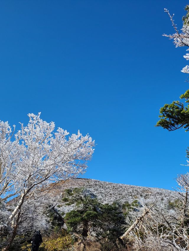 [제주도] 한라산 눈꽃 가득한 겨울 산행 ☃️❄️🌨🥶🤍
