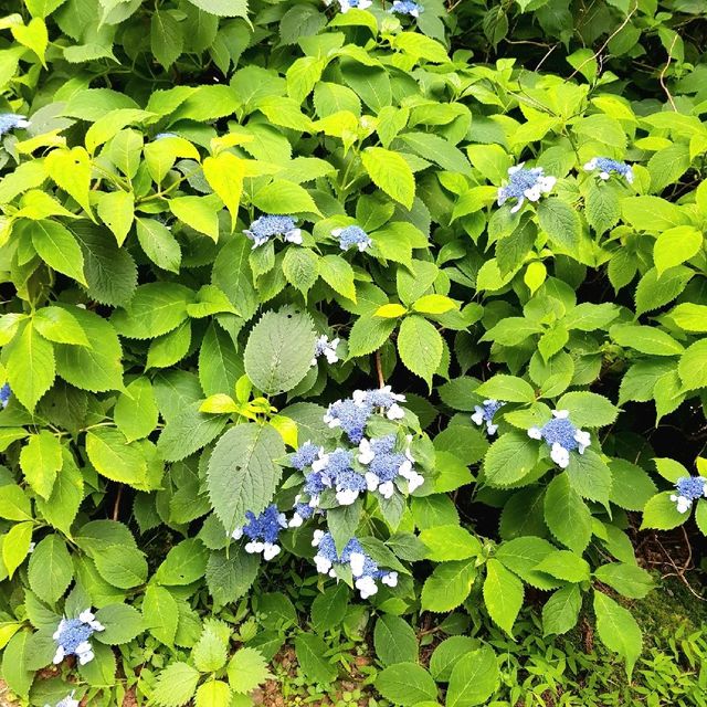 제주도에서 트레킹하기 [사려니숲길]