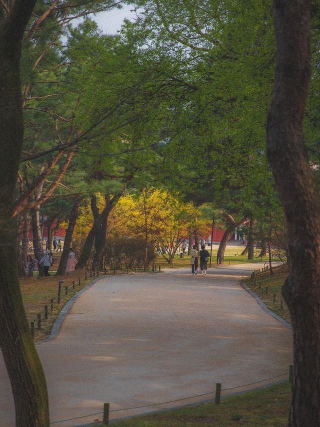  핑크팝콘앞이 주렁주렁 열린 '창덕궁'