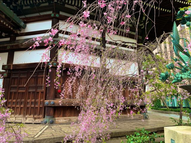 京都　SAKURA 桜めぐり❗️聖徳太子が創建した六角堂の桜に感動❗️