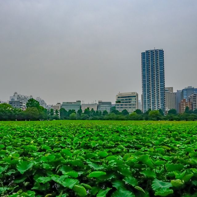 上野・不忍池のはすと紫陽花