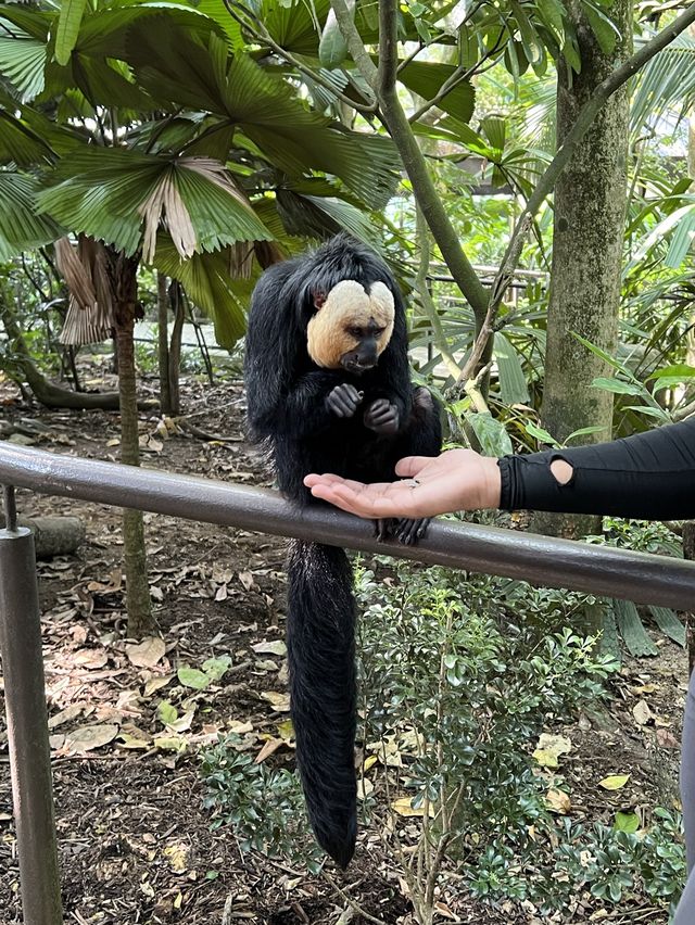 Singapore Zoo 🐒🐼🐘