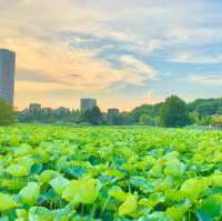Buổi chiều ở công viên Ueno