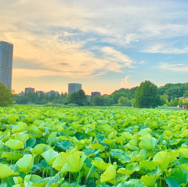 Buổi chiều ở công viên Ueno