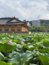 연꽃보면서 책 읽을 수 있는 연화정도서관 🪷✨