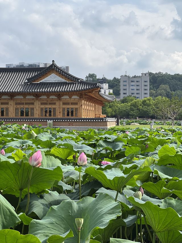 연꽃보면서 책 읽을 수 있는 연화정도서관 🪷✨