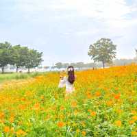 🧡황홀한 주황빛 황화코스모스와 첨성대의 조화 [경주, 첨성대]