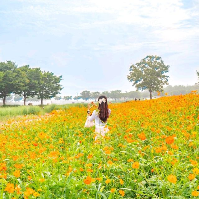 🧡황홀한 주황빛 황화코스모스와 첨성대의 조화 [경주, 첨성대]