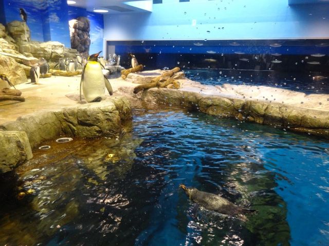 Kaikyokan Aquarium