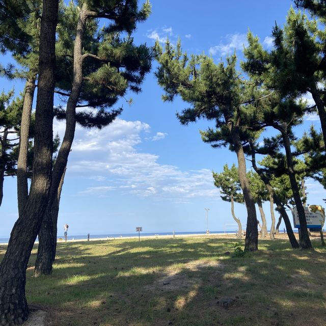푸릇푸릇한 숲뷰🌿 를 즐길 수 있는 양양호텔