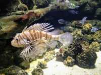 Aquarium in Central London