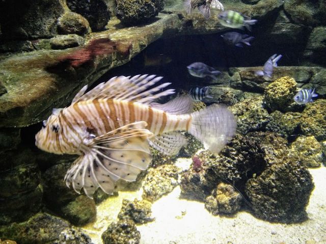 Aquarium in Central London