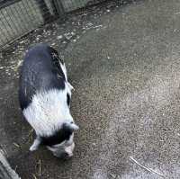เที่ยว Central Park Zoo กัน
