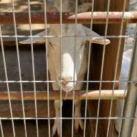 日本和歌山城公園動物園
