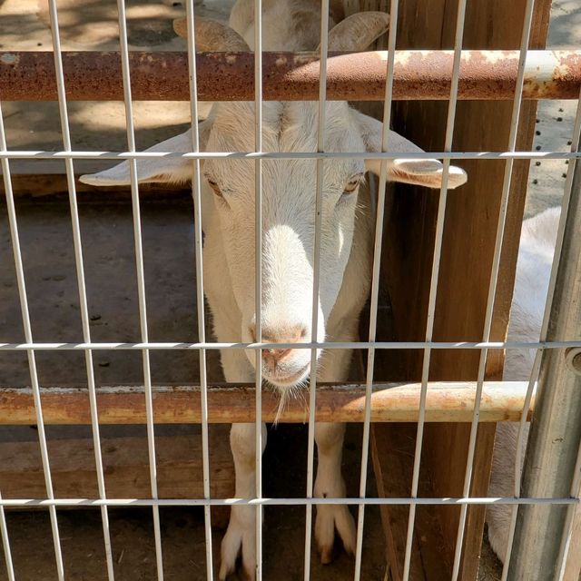 日本和歌山城公園動物園