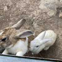 Zoodoo, Da Lat Zoo