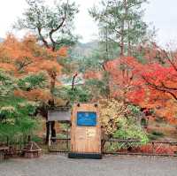 京都紅葉2022  宝厳院の素晴らしい紅葉