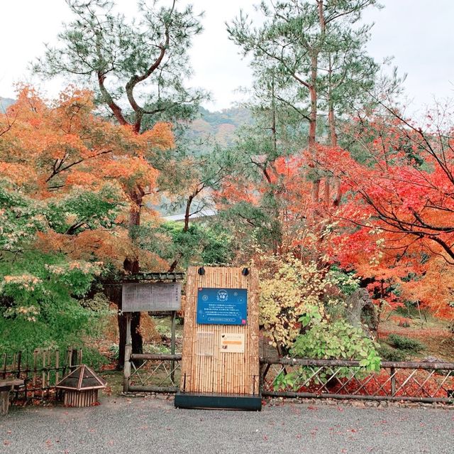 京都紅葉2022  宝厳院の素晴らしい紅葉