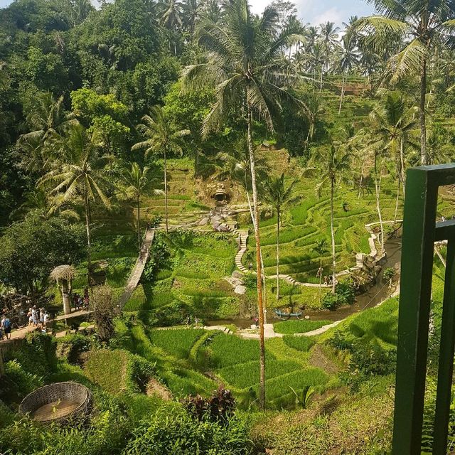 Bali, swing above the trees