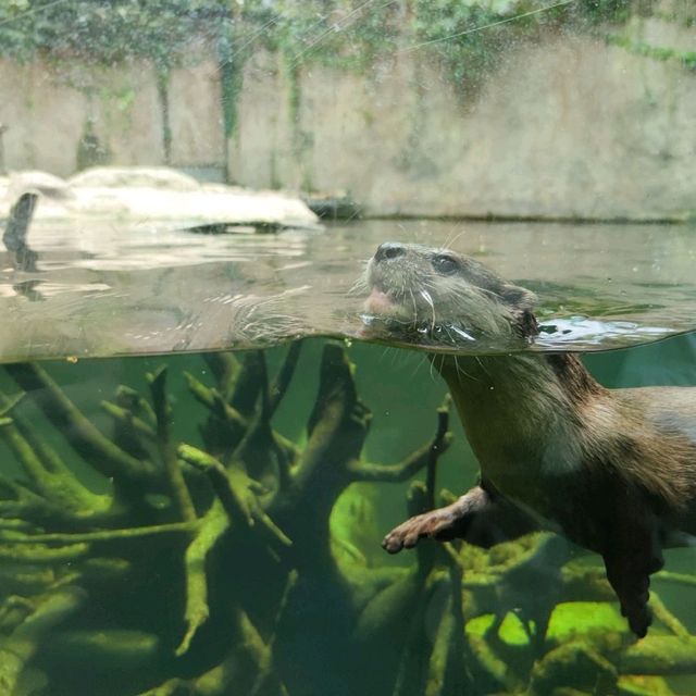 Shanghai zoo