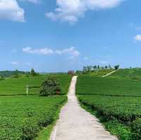 打卡廣西上林縣萬古茶園