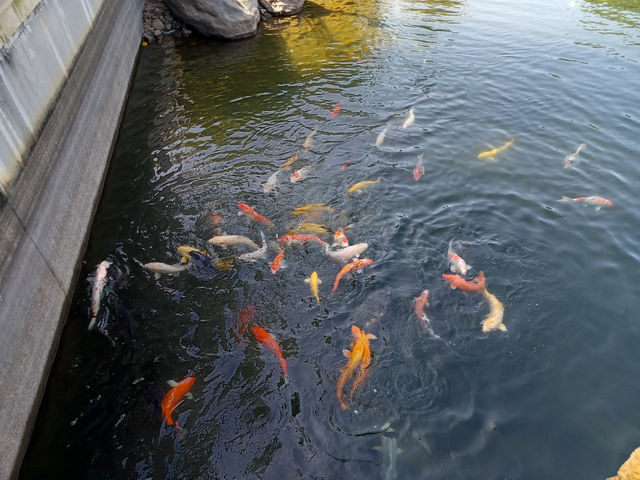 迪欣湖輕營遊