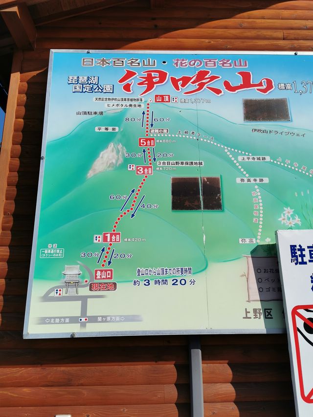 Japan free travel, hike up Mount Ibuki, autumn leaves and miscanthus are equally beautiful.