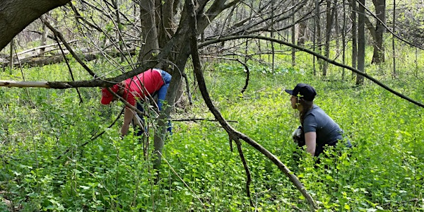 Garlic Mustard Management - Volunteers Needed! | McLaughlin Bay Trails