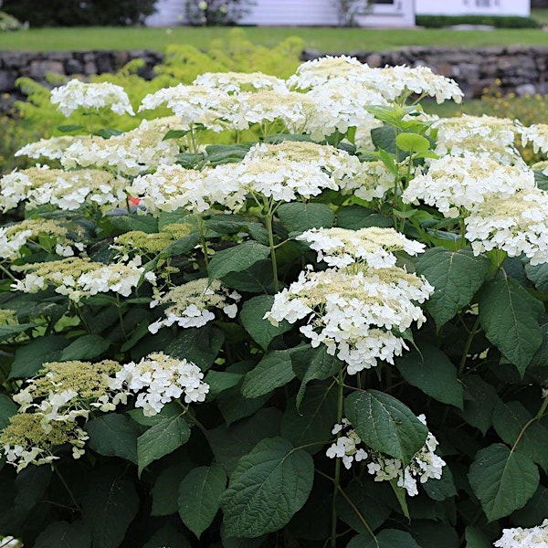 Hydrangeas for Delaware | Inland Bays Garden Center