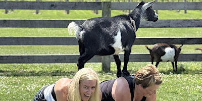 Tiny Goat Yoga (+Mini Donkeys, Giant Rabbits, Chickens, Pups, Goats & Wine) | 61829 Ray Center Rd
