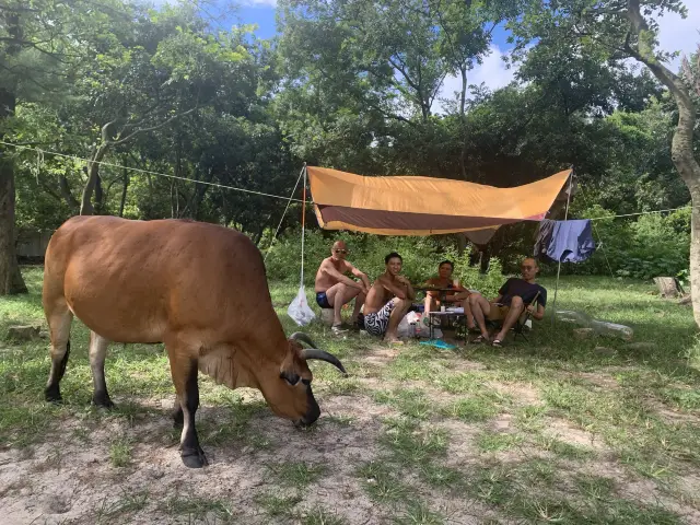 與牛牛一齊野餐