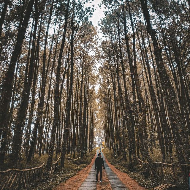 KRAGILAN PINE FOREST - MAGELANG