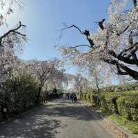 名古屋市守山区　フルーツパークのしだれ桜