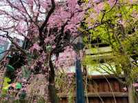 京都　SAKURA 桜めぐり❗️聖徳太子が創建した六角堂の桜に感動❗️