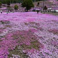 東藻琴の芝桜公園へ