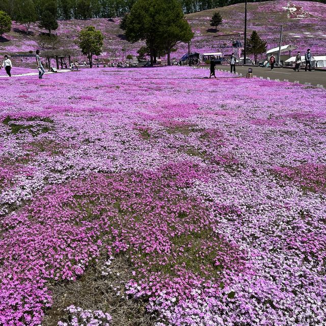 東藻琴の芝桜公園へ
