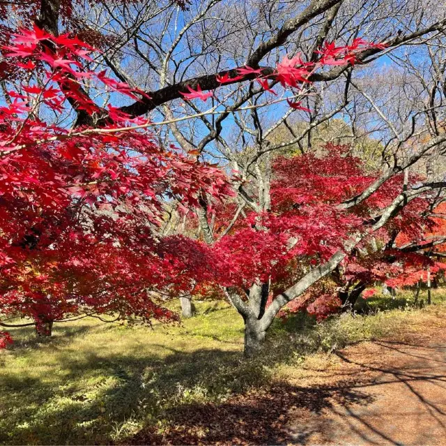 長野県　高遠城跡公園で紅葉狩り