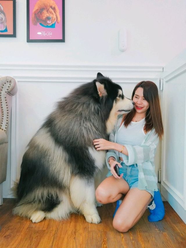 Husky House Cafe ชลบุรี