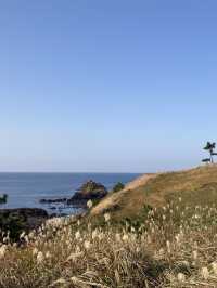 끝없는 갈대 밭, 제주 비양도🌾