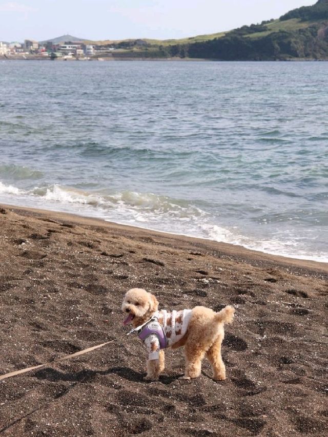 그림같았던 광치기해변