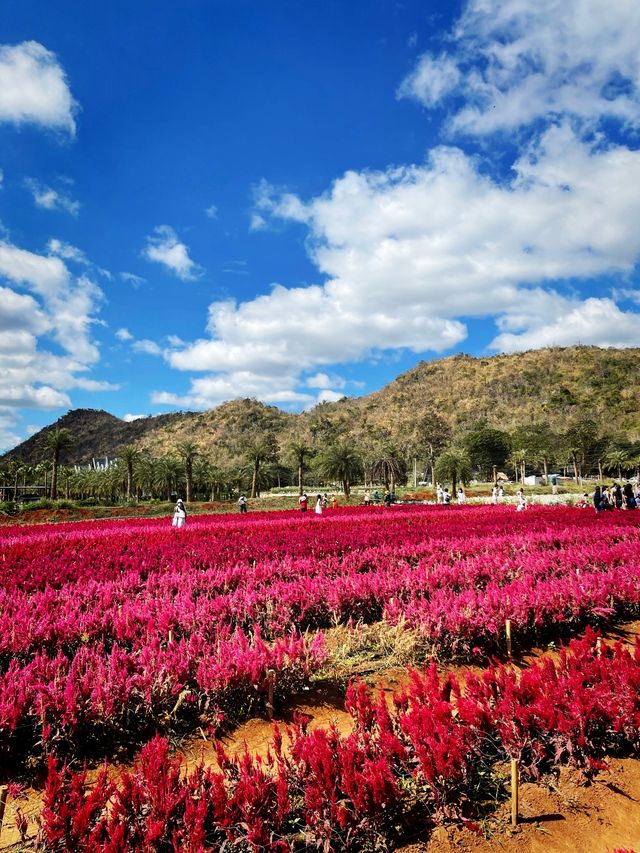 Hokkaido Flower Park Khaoyai - สวนดอกไม้เขาใหญ่ 💐